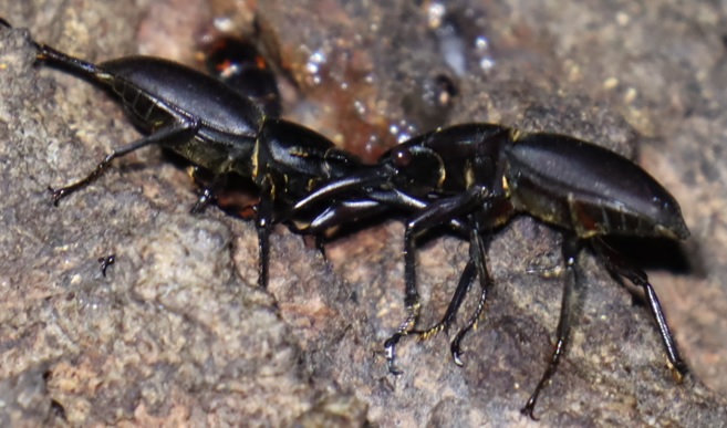 クワガタ相撲クヌギ５月場所_2023年5月22日19時気温21.5度 南西の風4ｍ